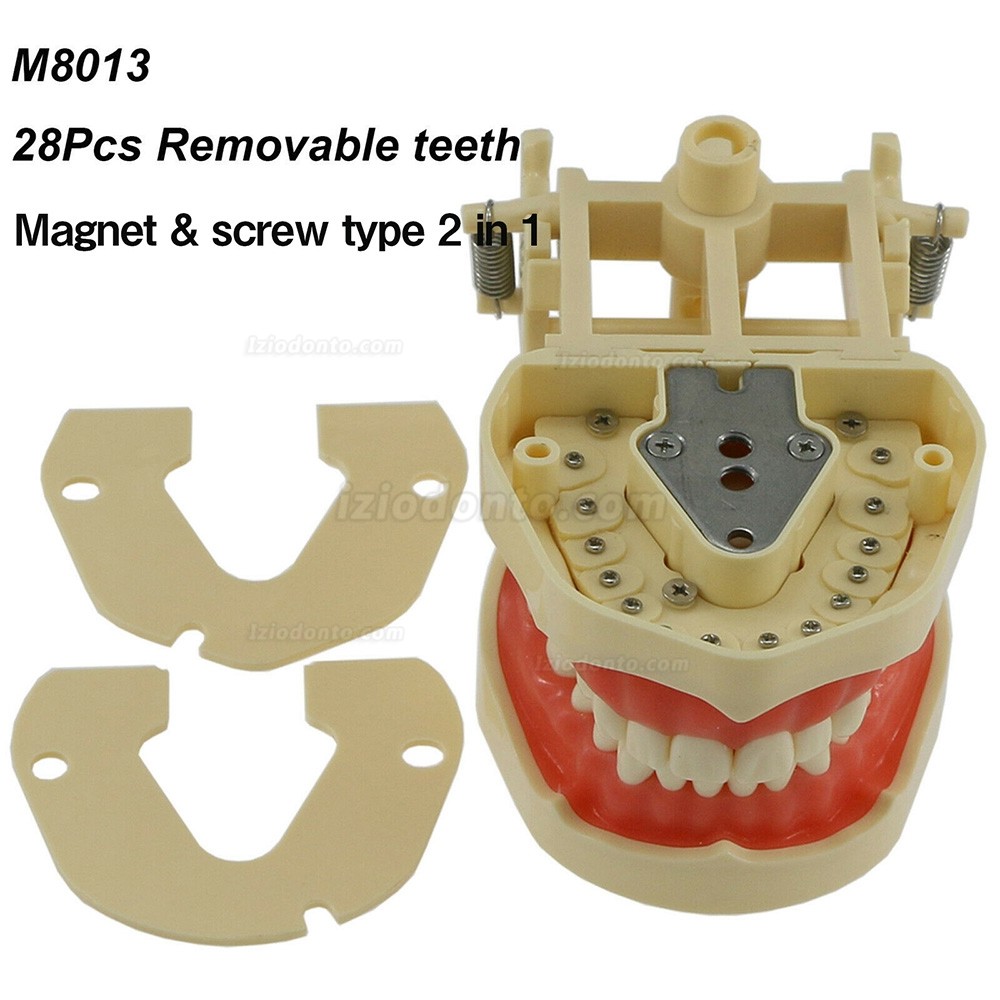 Restaurador Dentário Typodont Modelo 28/32 M8013 / M8014-2 Compatível com Frasaco ANA-4 / AG3